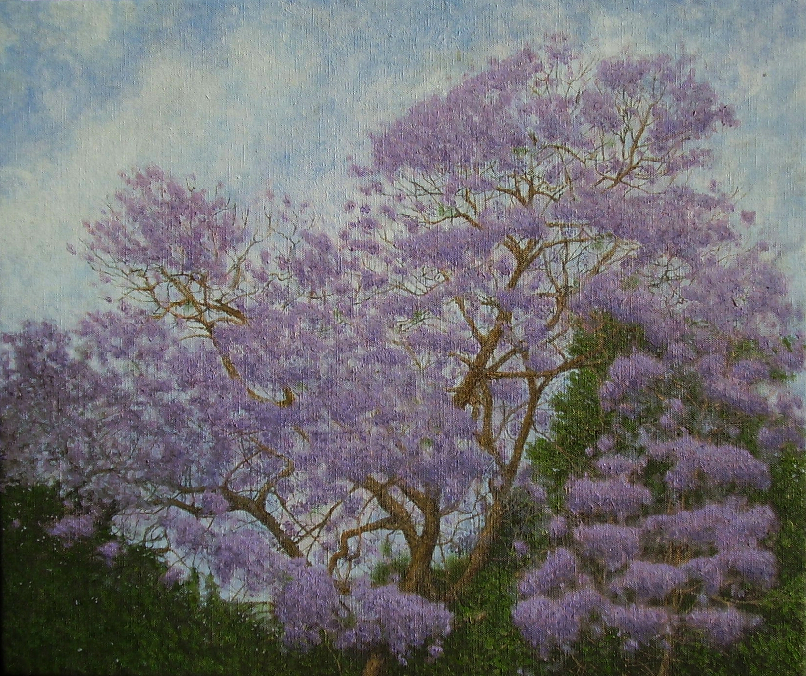 Jacaranda, oil on linen 24"x26", private collection