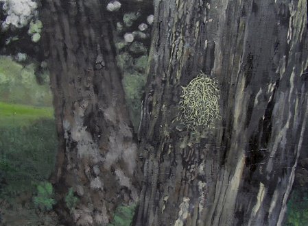Lichen, oil on copper 40x30cm