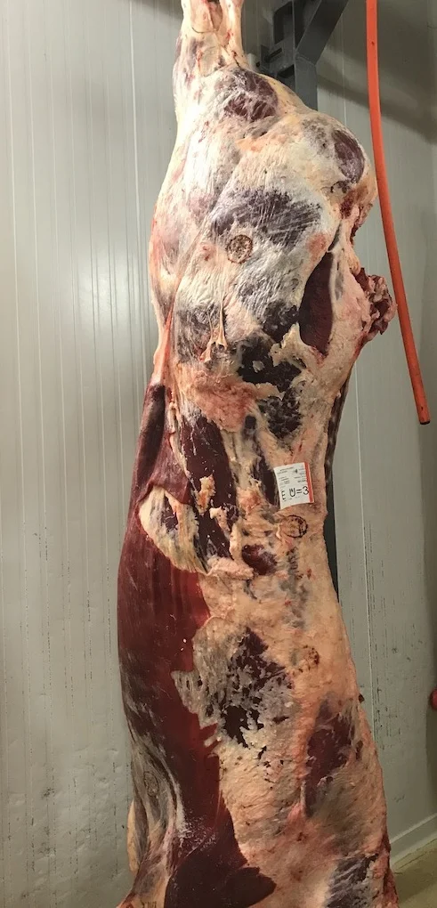 Un bel arrière de boeuf race Blonde d'Aquitaine