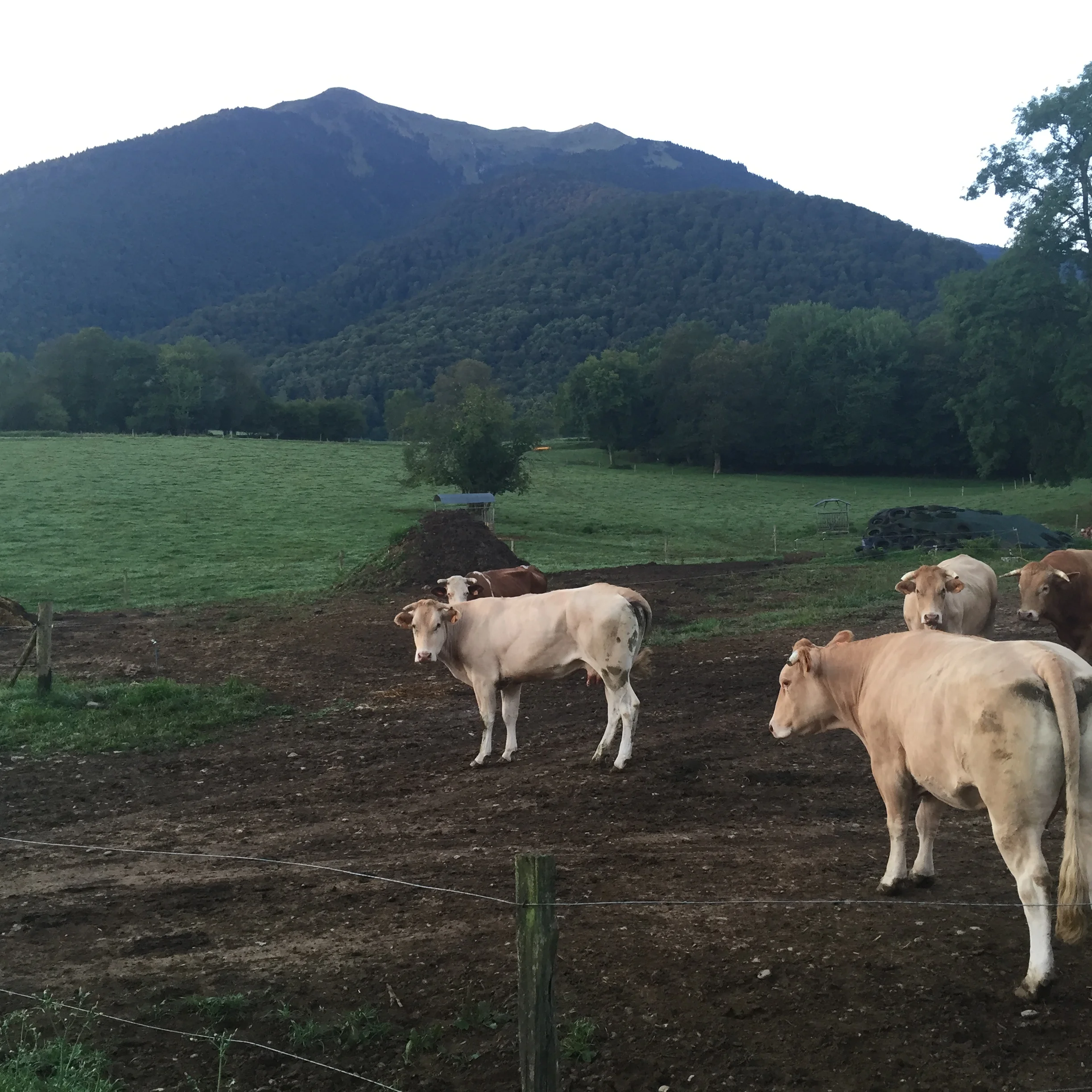 Ces Blondes d'Aquitaine apprécient l'air pyrénéen