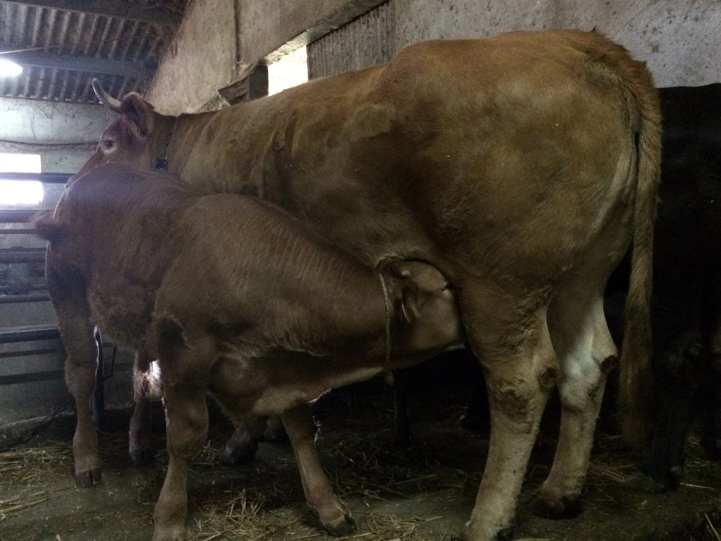 Veau sous la mère race Limousine