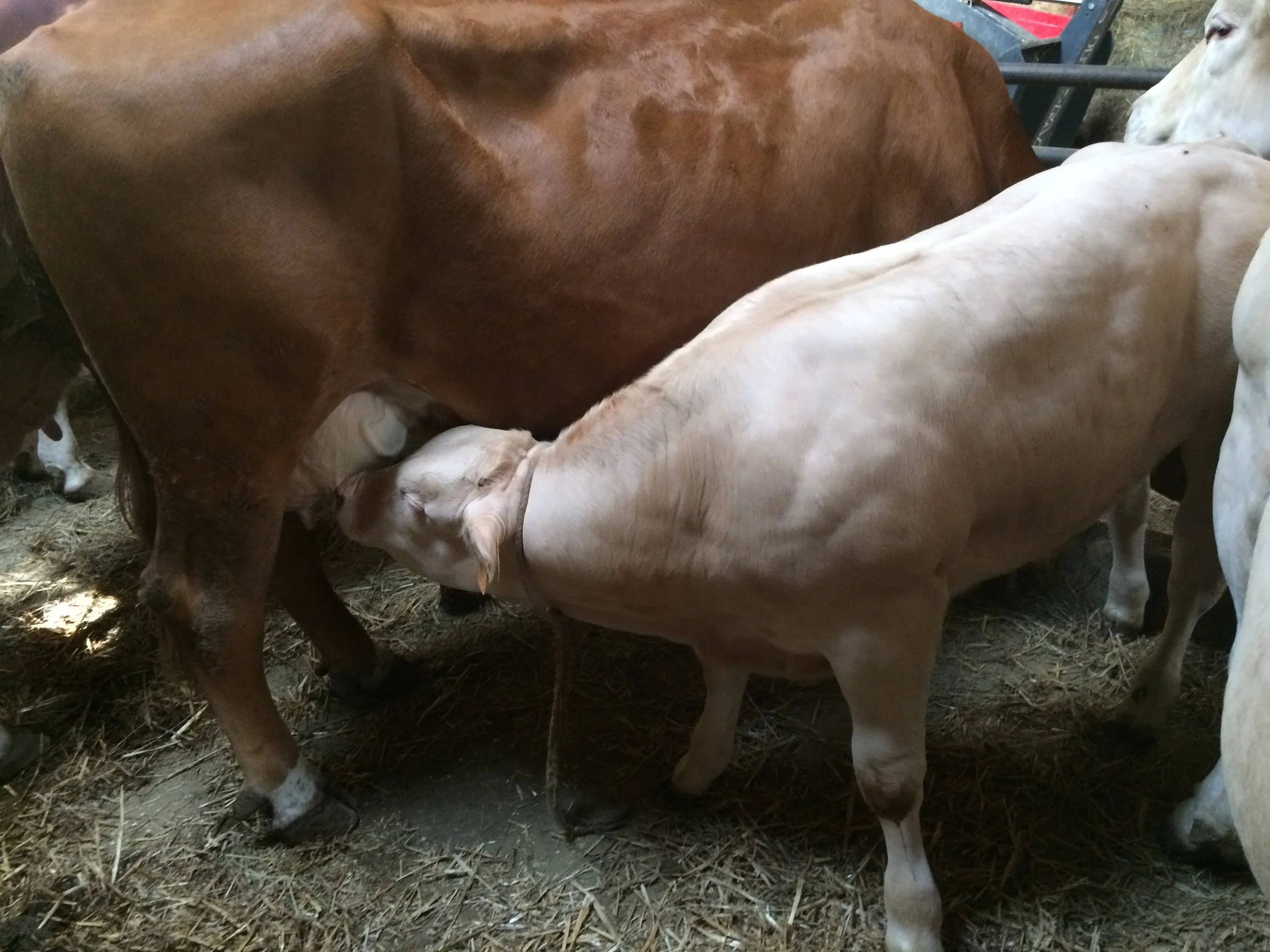 Veau sous la mère race Blonde d'Aquitaine
