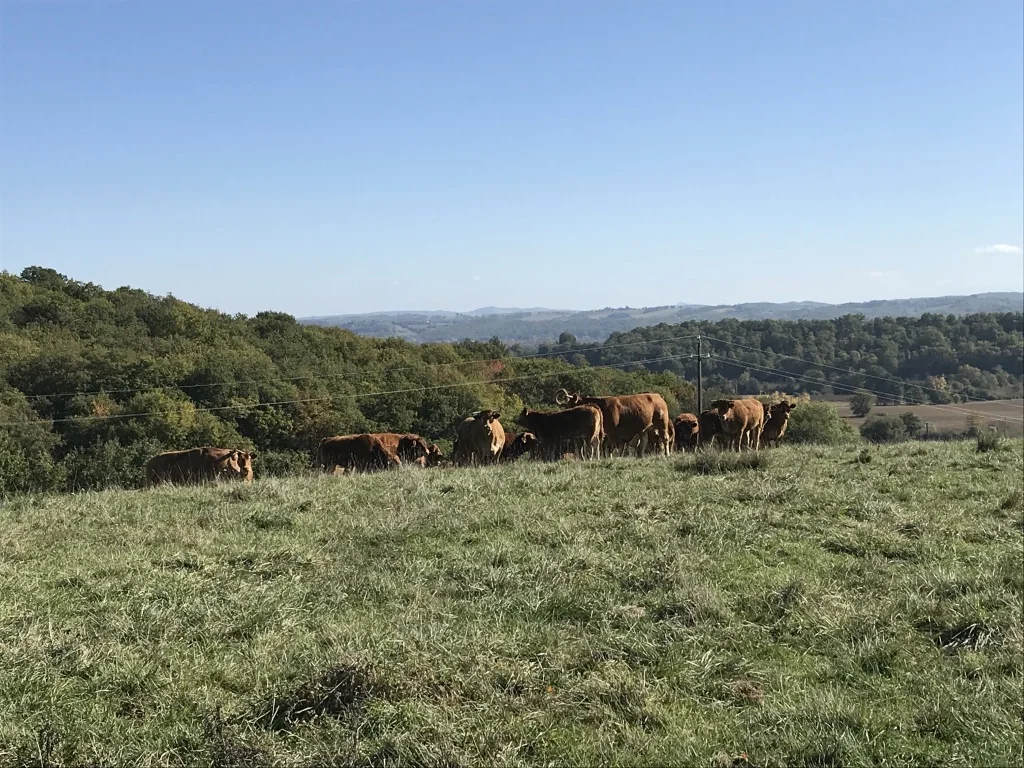 Vaches de race limousine  
