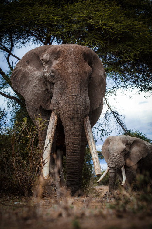 Tolstoy, October 2017. Photo: Copyright © 2019 <a href="https://www.ryanwilkiephotography.com/amboseli-tuskers">Ryan Wilkie.</a>