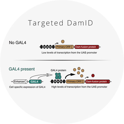 Targeted DamID.png