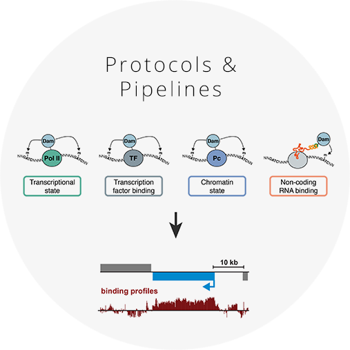 Protocols & Pipelines.png