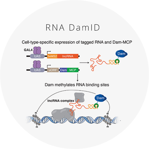 Mapping long noncoding RNA-DNA interactions in vivo RNA DamID combines Targeted DamID with the MCP-MS2 system to profile long noncoding RNA (lncRNA) binding sites in the genome in specific cell types. Click for more information and reagents.