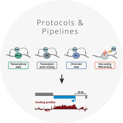 Tools for preparing Targeted DamID samples and data analysis Click for the latest molecular biology protocols and analysis pipelines for Targeted DamID.