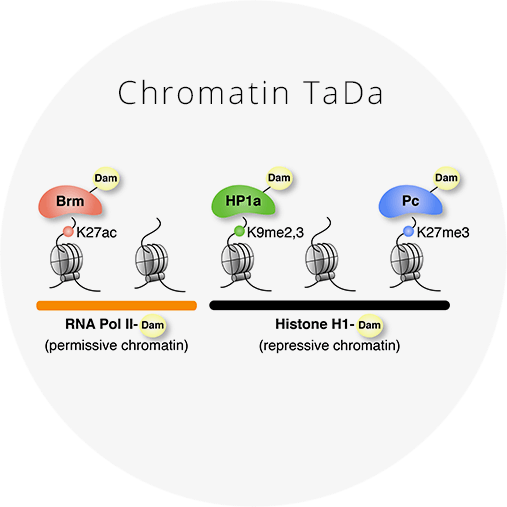 Determining chromatin states in specific cell types in vivo Chromatin TaDa uses Targeted DamID to assess the genome-wide occupancy of chromatin-binding proteins in vivo . Chromatin states can be determined by profiling RNA Pol II, Brm, HP1a, Pc and Histone H1 binding. Click for more information and reagents.