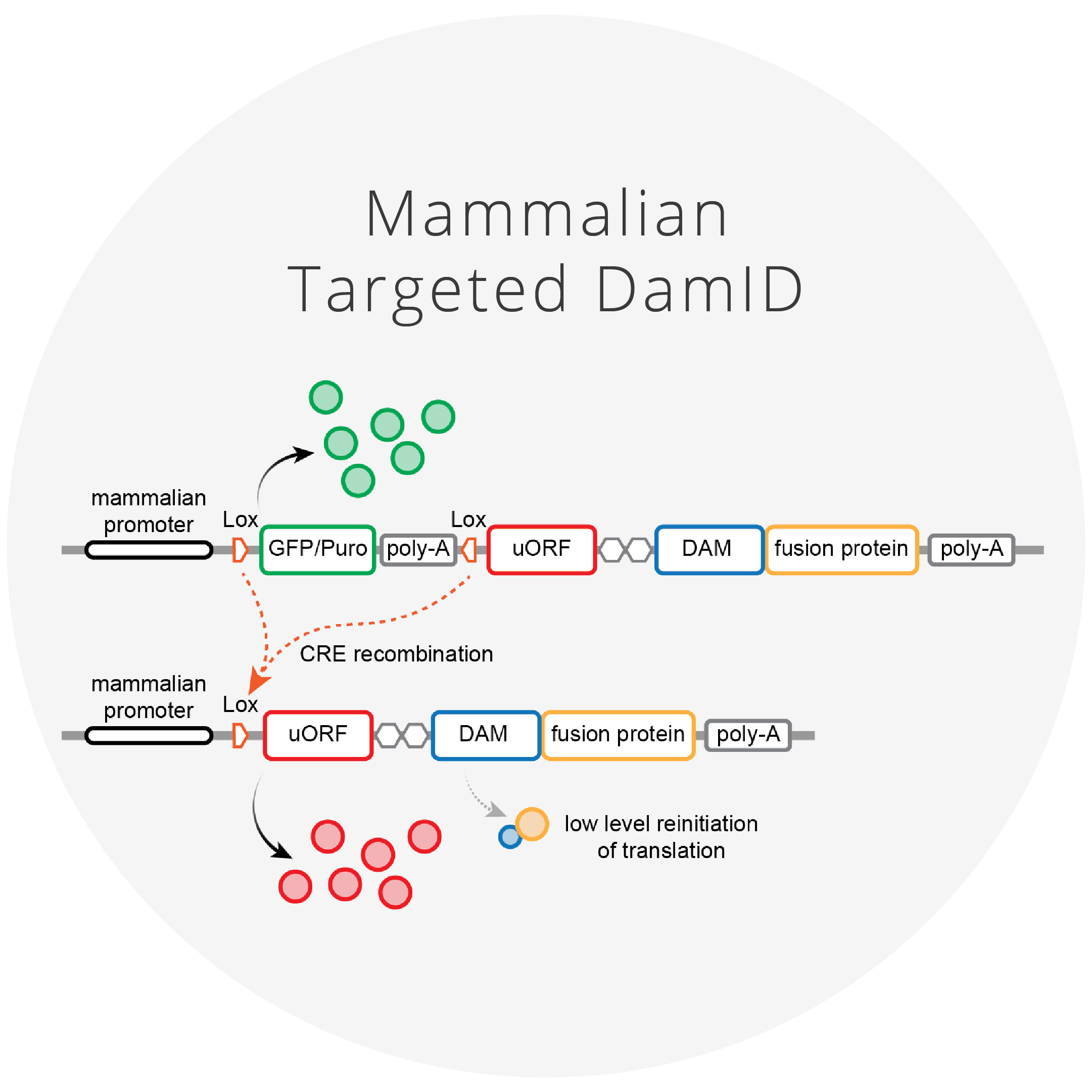Mammalian Targeted DamID We have modified TaDa to generate mammalian TaDa (MaTaDa), which can be used to identify genome-wide protein/DNA interactions in 100 to 1000 times fewer cells than ChIP-based approaches. Click for more information and reagents.