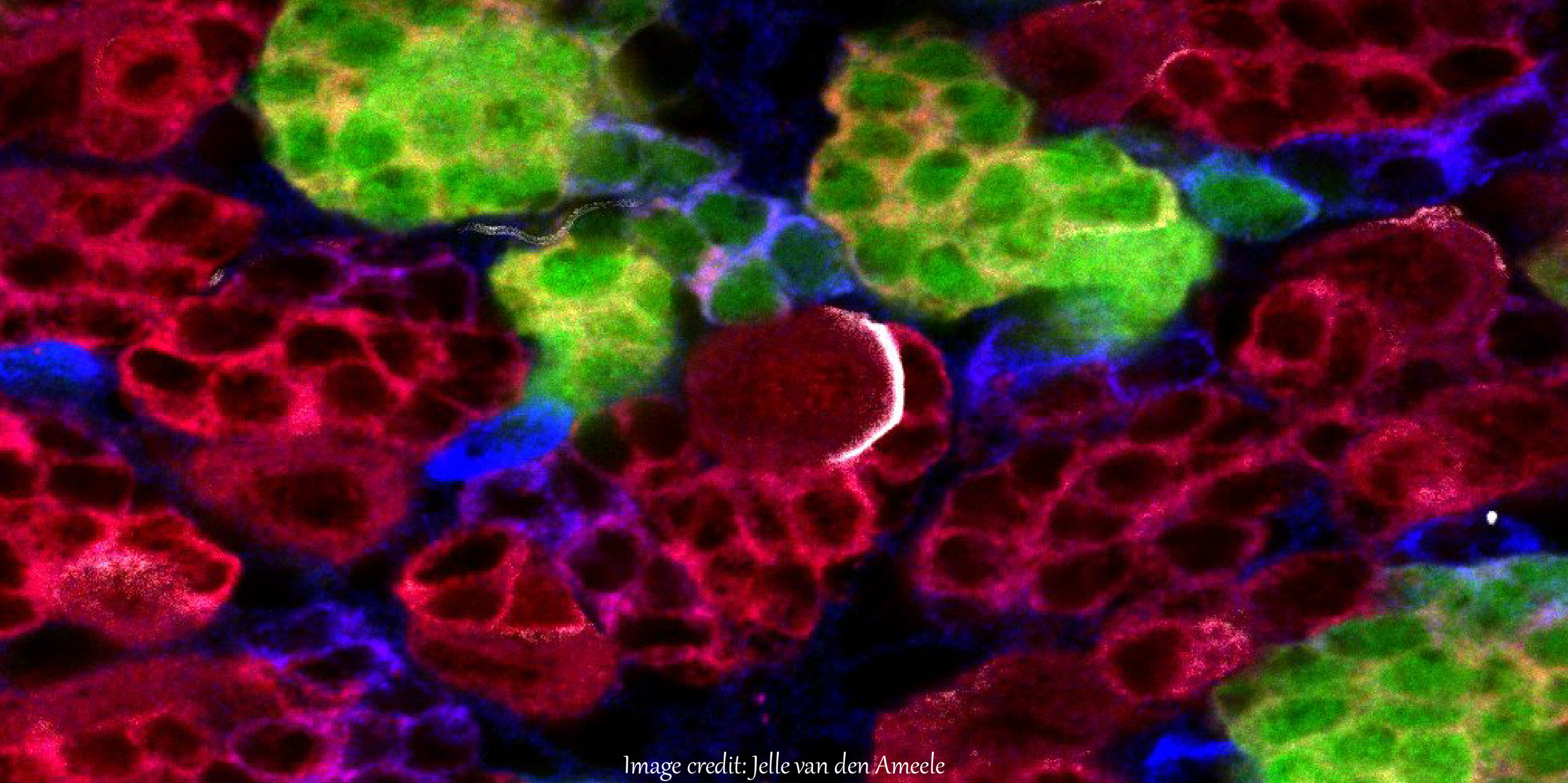 2019.05.03_EMBOChromatin.jpg