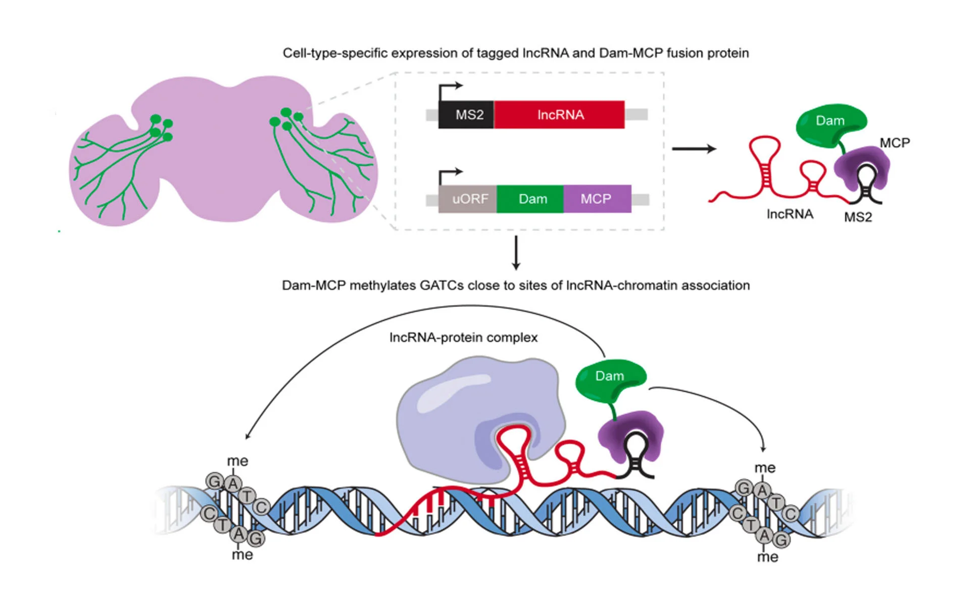 Mapping RNA-chromatin interactions in vivo with RNA-DamID. 