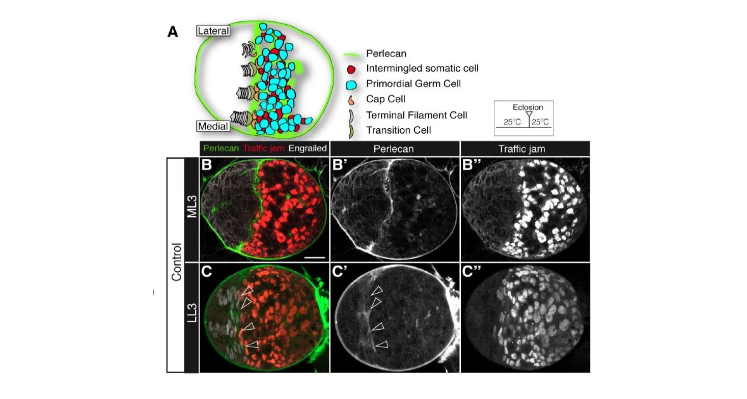Stem cell niche organization in the Drosophila ovary requires the ECM component Perlecan