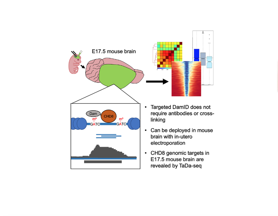 In vivo targeted DamID identifies CHD8 genomic targets in fetal mouse brain