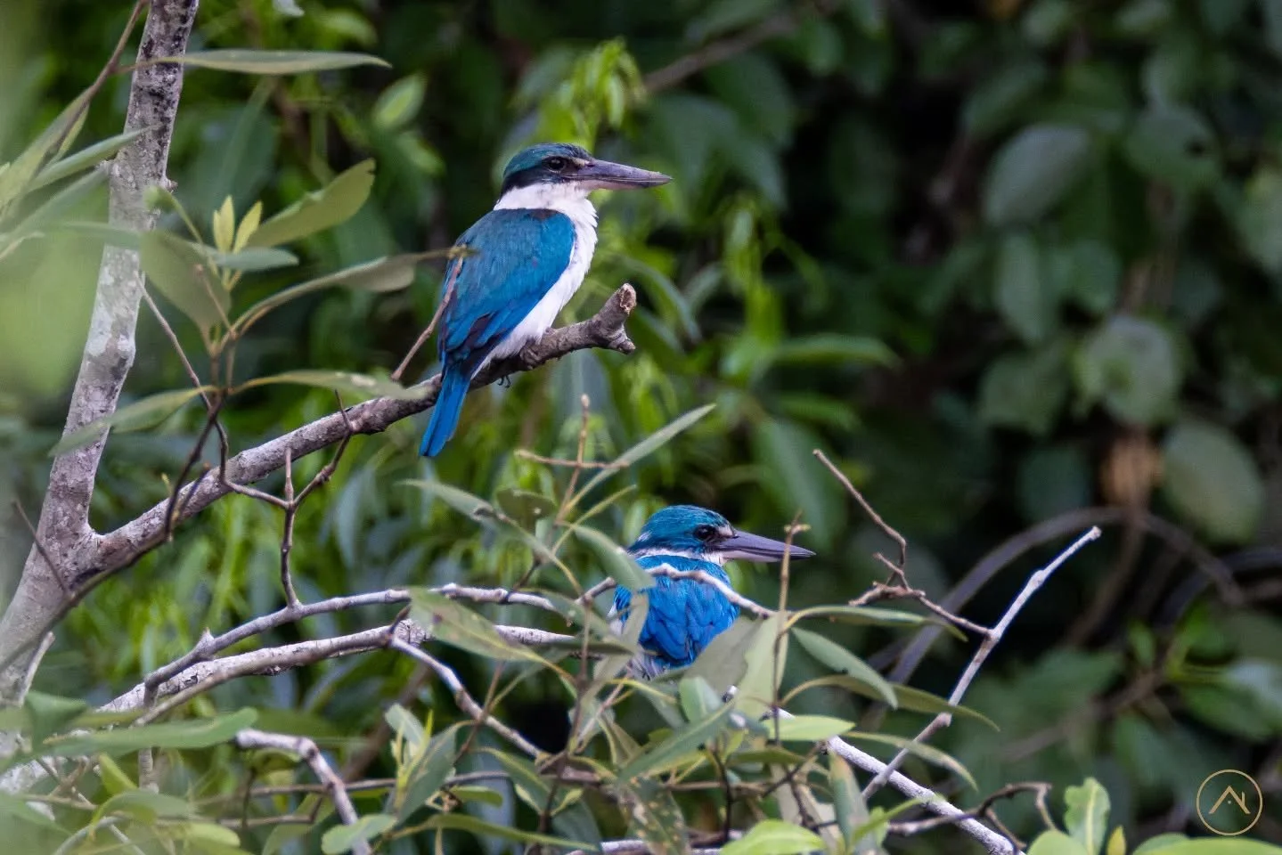 Quick shot during our photographer&rsquo;s free time, two kingfishers just hanging out and doing their thing at Sungei Buloh. No filters, just nature being cool. 🐦

#windowhousemedia #singaporewildlife #wildlifesingapore #naturesingapore #birdingsin