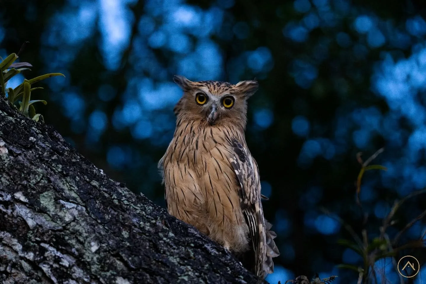 A golden hour miracle captured! Our photographer waited three hours and was rewarded with a breathtaking sight&mdash;the elusive Buffy fish owl in Singapore. With just 10 precious minutes to photograph this majestic moment before nightfall, it was tr