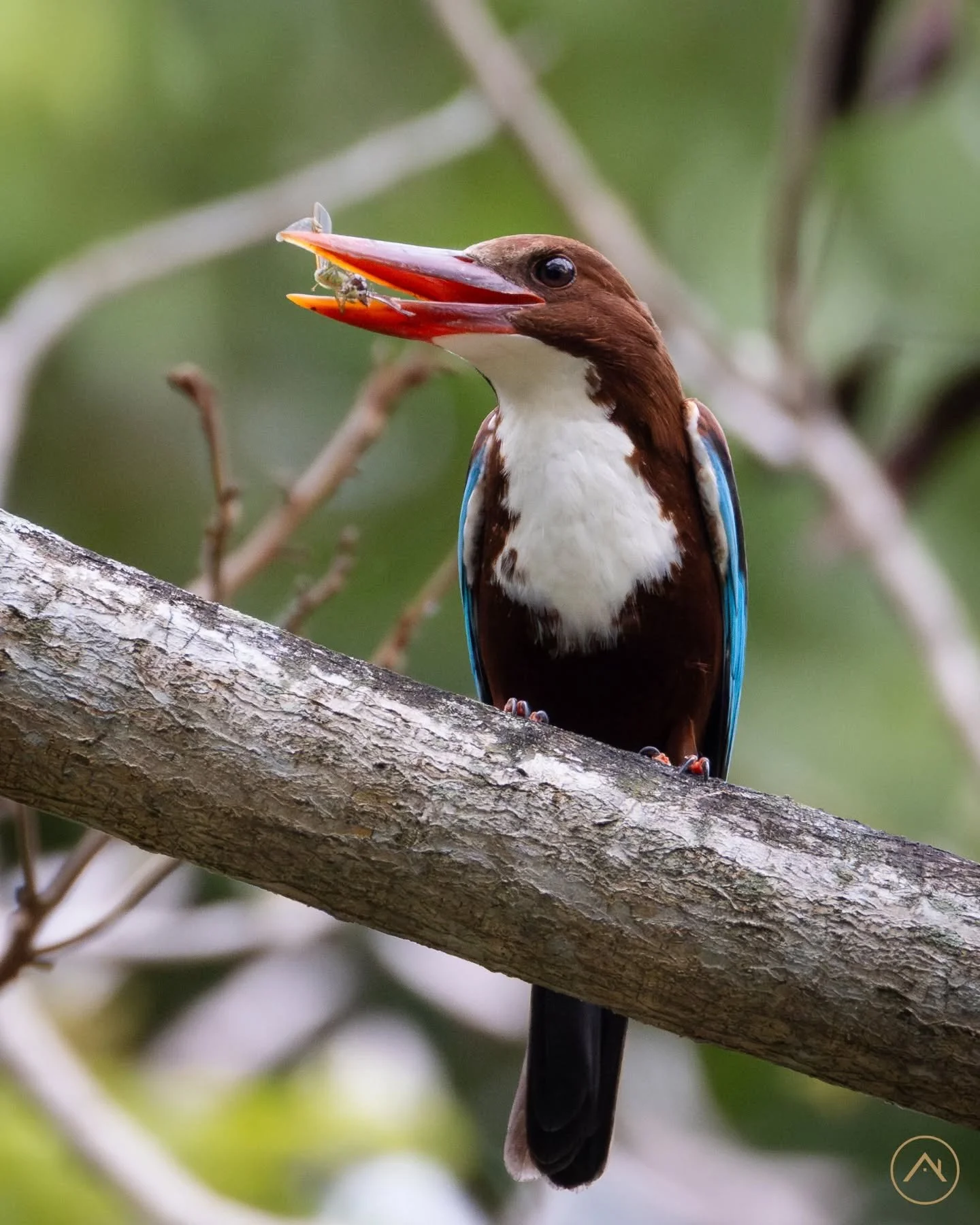Caught mid-bite, a White-throated kingfisher at dawn captured by our photographer. 🌅🐦

#canonsg #snapwithcanon #sgwildlife #fortcanningpark #wildlifephotography