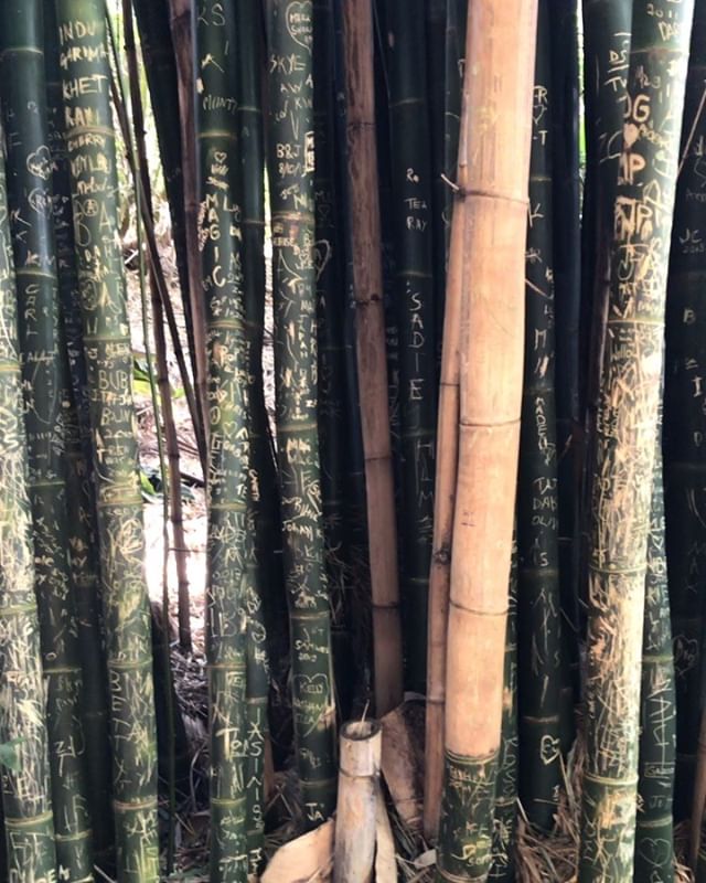 &ldquo;The warrior, like bamboo, is ever ready for action.&rdquo; - Kensho Furuya
🎋
#bamboozled #bamboo #bambooforest #grass #grassconsciousness #meditation  #nature #earth #suncodes #lightcodes #lightlanguage #showmethatkoalaalready