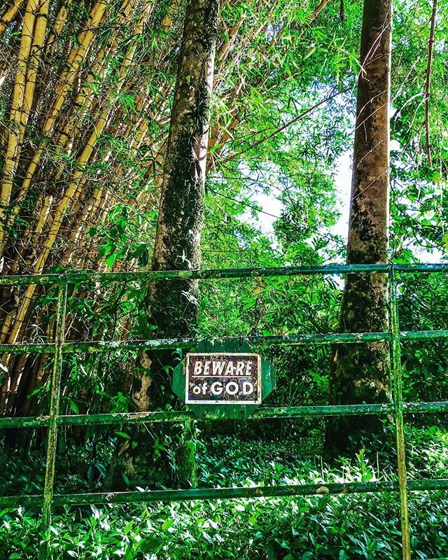 💚
#bamboo #haikumaui #maui #hawaii #nature #templegate