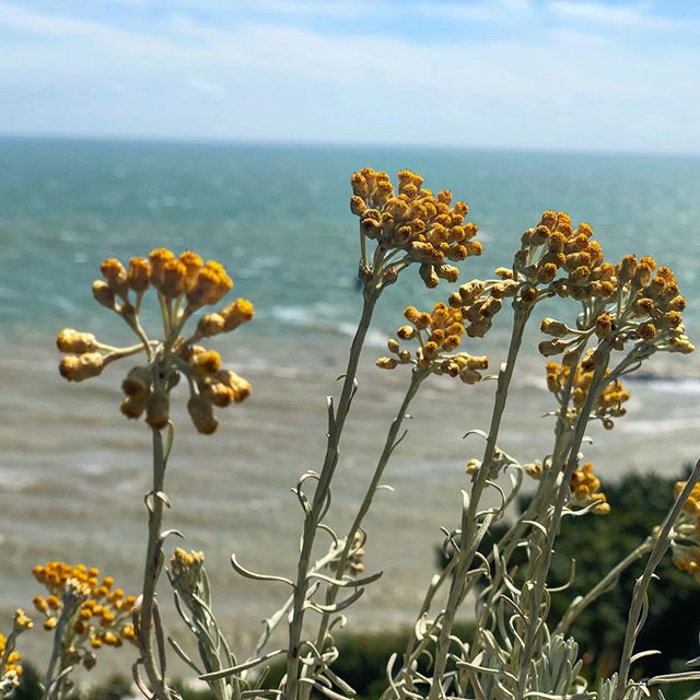 One of my most vivid memories of Mum was walking along the Leas at Folkestone and smelling the curry plants. Wonderful to see (and smell) them today. Fragrant and in full flower.