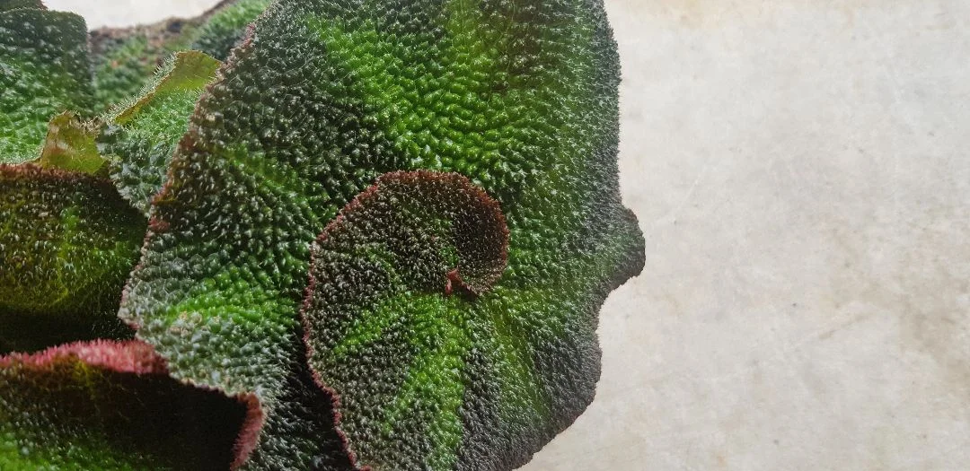20190614_171751.jpg