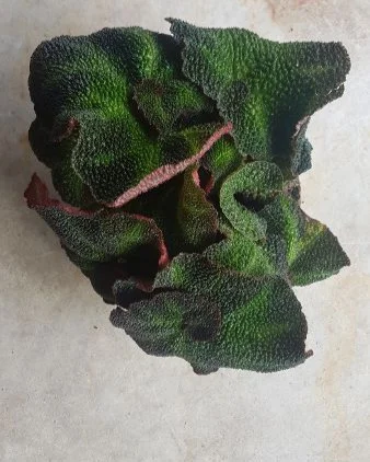 20190614_171744.jpg