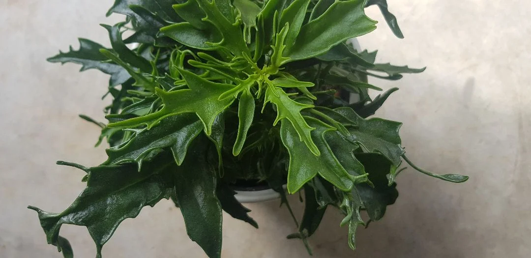 20190726_110555.jpg