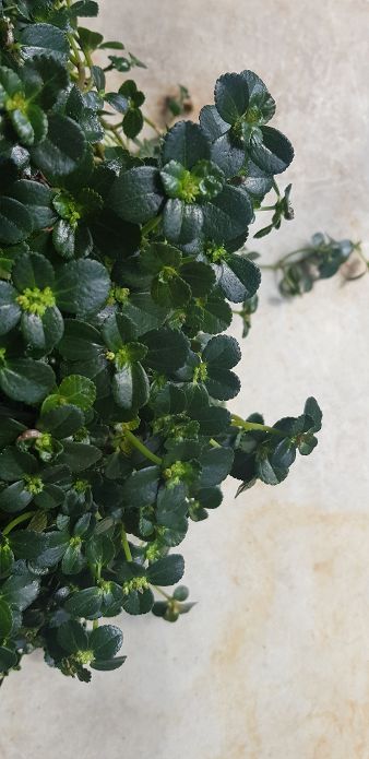 20190806_121610.jpg