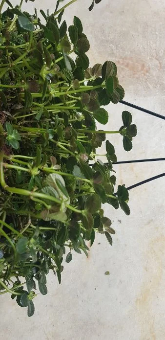 20190806_121628.jpg
