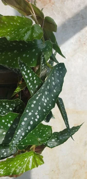 20190806_122114.jpg