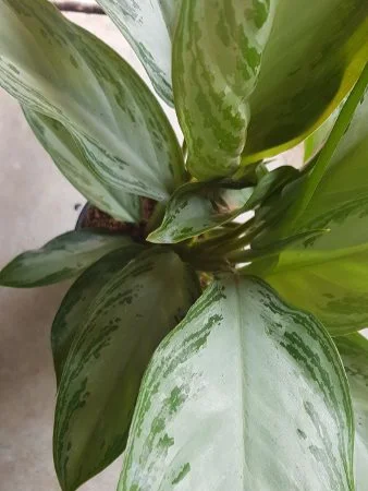 20190825_124116.jpg