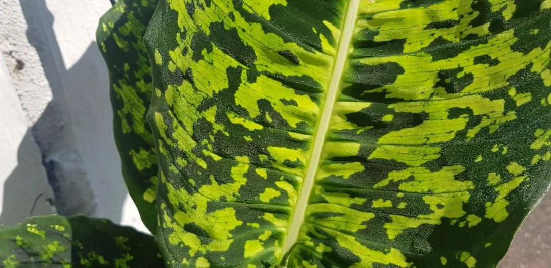 20190825_125855.jpg