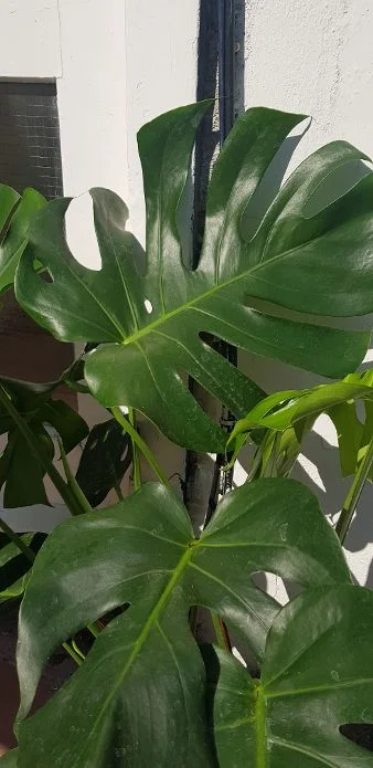 20190825_152521.jpg