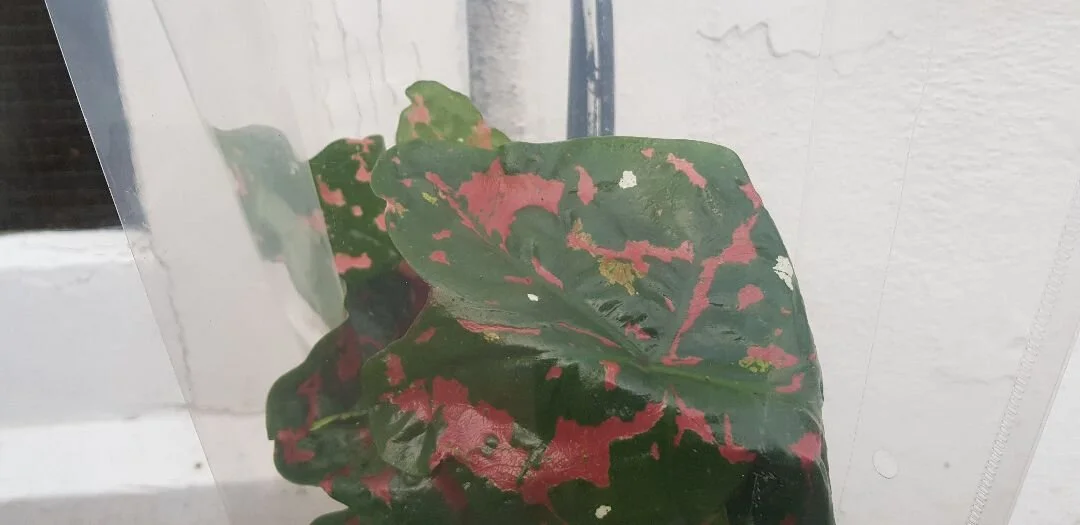 20191029_155719.jpg