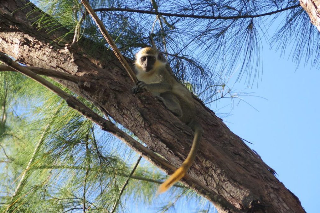Barbados is famous for its curious green monkeys. You’ll often find them on the island’s wonderful golf courses. JIM BYERS PHOTO