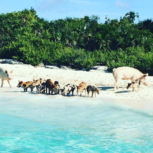Photo: @nassauparadiseisland