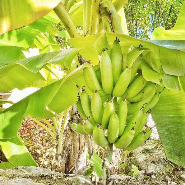 IMG_4-Barbados-Bananas-at-The-Crane-Hotel-by-Marissa-Bronfman-for-Notable.png