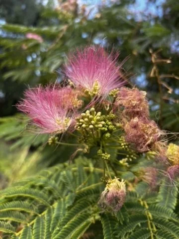 Mimosa flower.jpeg