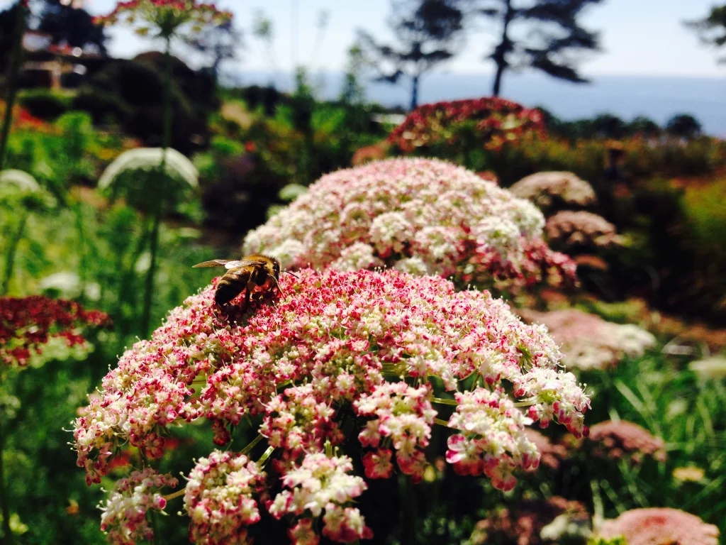 Witnessing small wonders in the garden