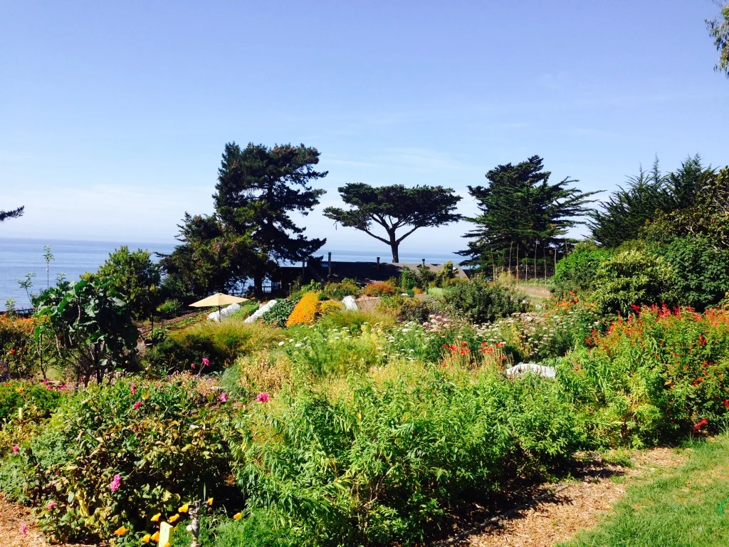 The Esalen Garden is a haven of joy