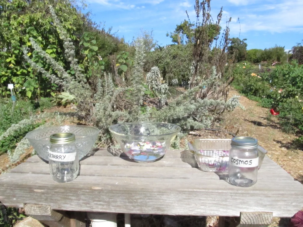 Making flower essences in the garden