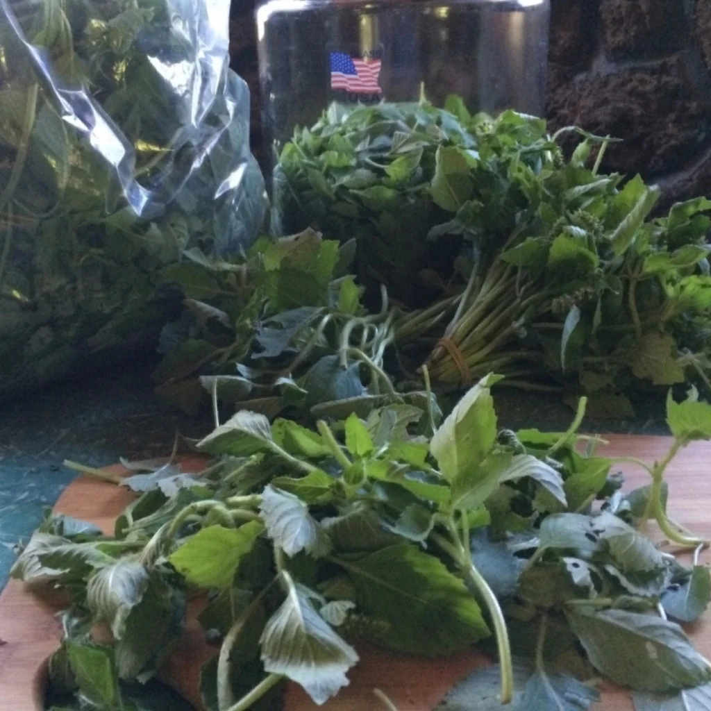 Processing Tulsi basil plants into tinctures