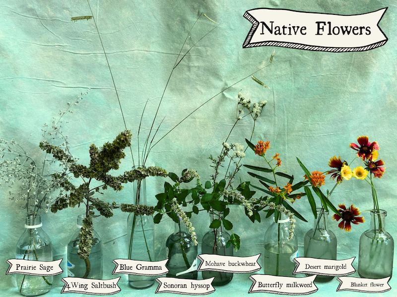 Native Cut Flower Trial Update