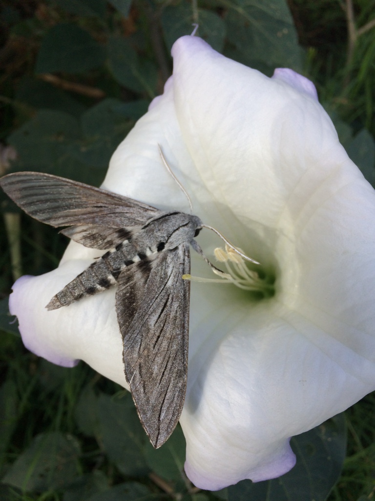 Sacred Datura and Sphinx Moth
