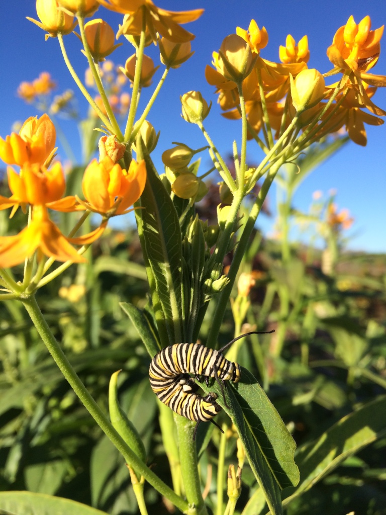 Monarch Butterfly Larva Feasting on Milkweed