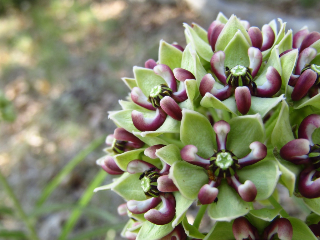 Milkweed Flower