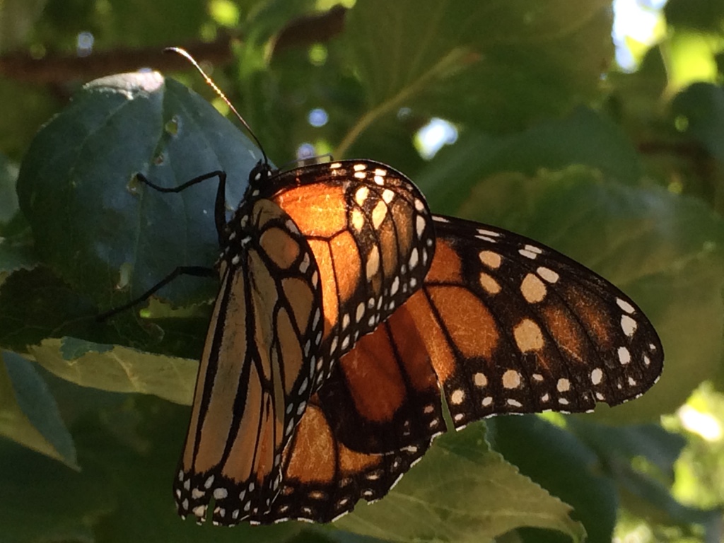 Monarch Butterfly