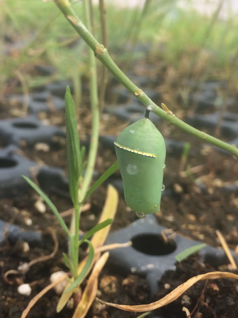 Monarch Butterfly Chrysalis