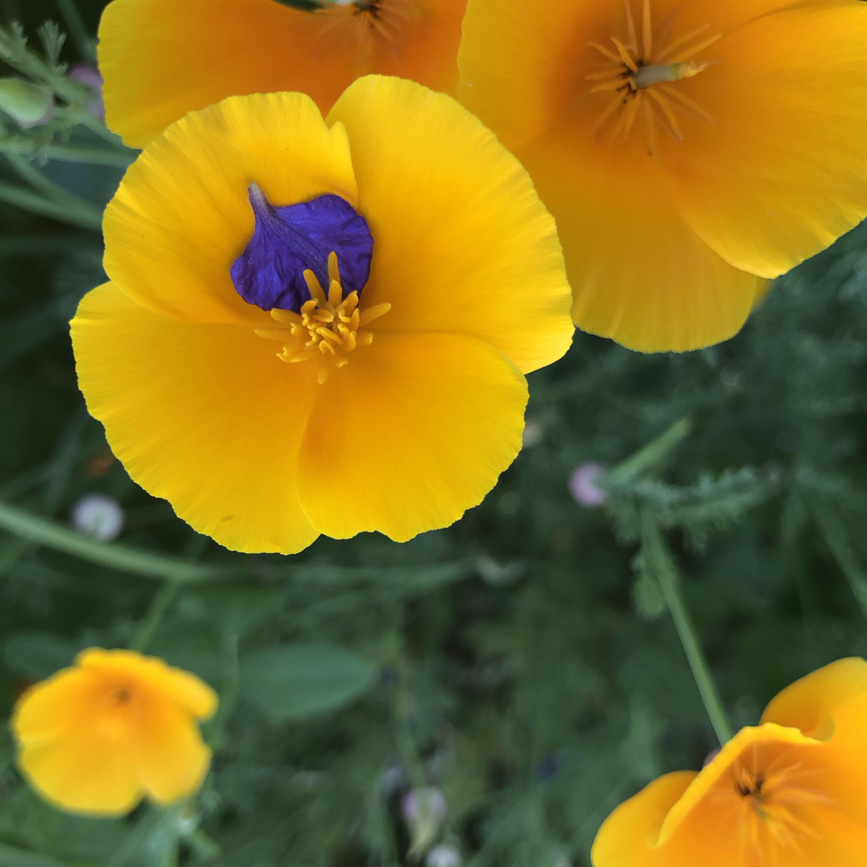 California poppies and Larkspur petal