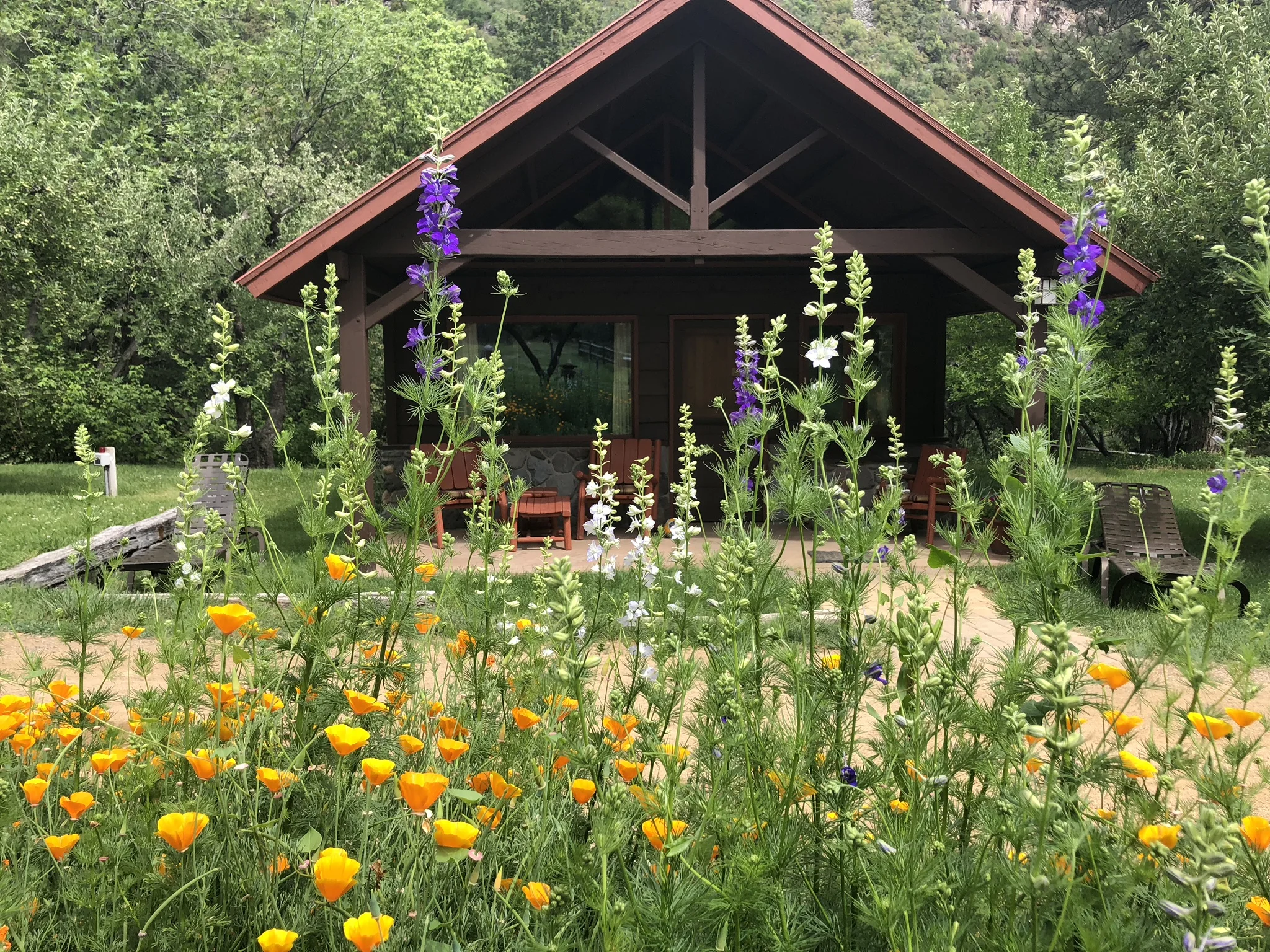 Cabin Georgiana guests enjoy larkspur and poppy displays in June